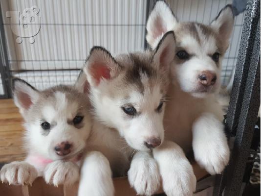 PoulaTo: διαθέσιμη husky